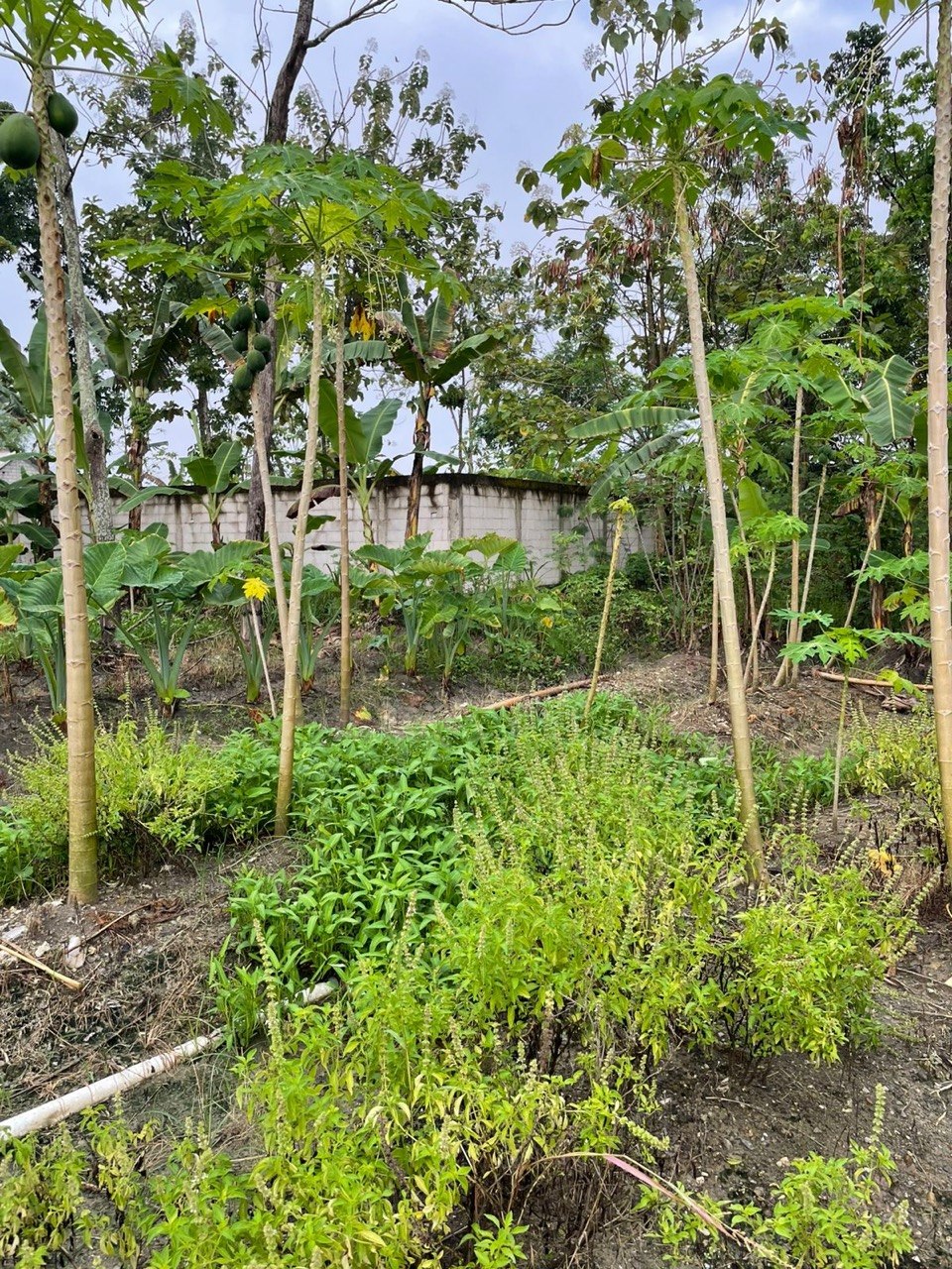 Ketahanan Pangan Dimulai dari Rumah