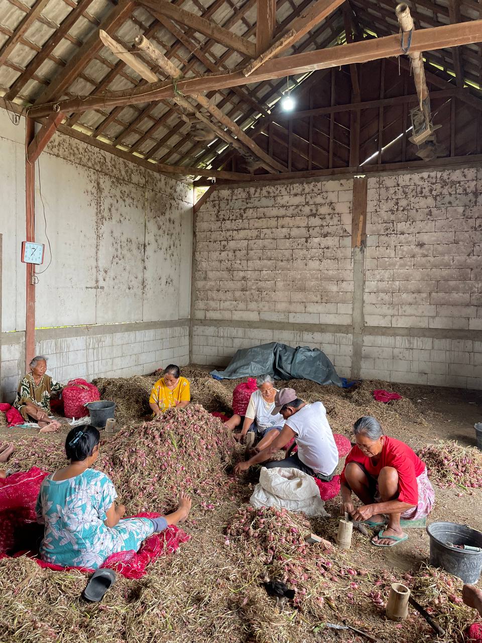 Panen Bawang Merah, Kebanggaan Desa Duwel